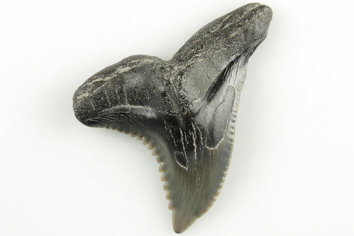 Snaggletooth Shark (Hemipristis) Tooth - Aurora, NC #203582